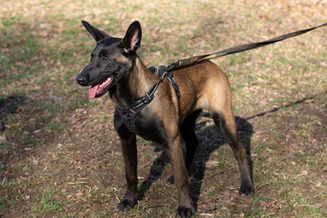 Dog Belgian Schepard - Malinois