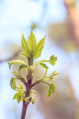 Obraz premium Close-up photo of spring young fresh leaves on tree branches with buds, soft focus and blur background. Concept of new life.