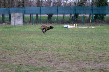 Dog Belgian Schepard - Malinois