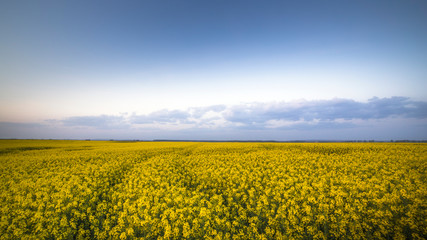 Obraz premium Field of bright yellow rapeseed in spring with blue sky and puffy clouds. Rapeseed (Brassica napus) oil seed rape