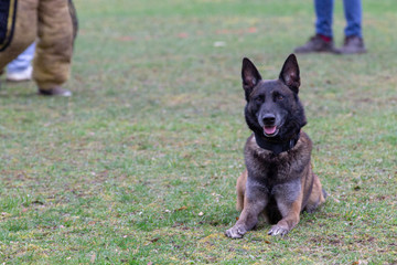 Dog Belgian Schepard - Malinois