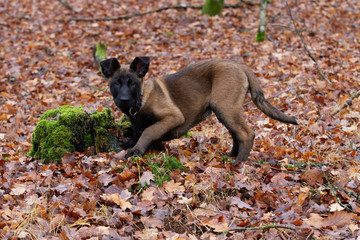 Dog Belgian Schepard - Malinois