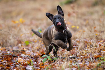 Dog Belgian Schepard - Malinois
