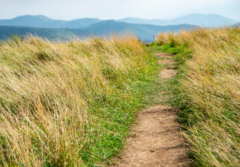 A trail across the top of a mountain through sage grasses.