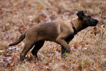 Dog Belgian Schepard - Malinois