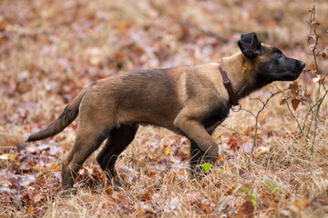 Dog Belgian Schepard - Malinois