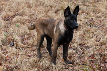 Dog Belgian Schepard - Malinois