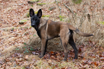 Dog Belgian Schepard - Malinois