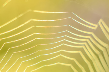 Close-up of abstract drops on a spider web with variable focus and blurred background in the rays of the rising sun. Blur and soft focus.
