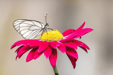 Close-up photo of one white butterfly on a red flower in a summer day outside. Toned colors, soft focus and copy space.
