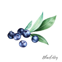 Hand drawn illustration of blueberry on a branch with leaves isolated on white background. Watercolor fruit sketch.