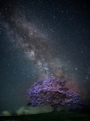 一本桜と天の川