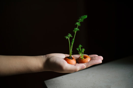 Regrowing carrot