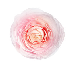 Beautiful ranunculus flower isolated on white, top view