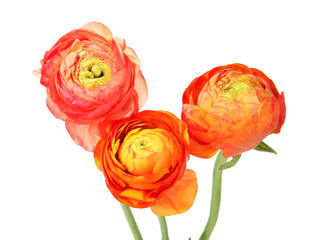 Beautiful spring ranunculus flowers isolated on white