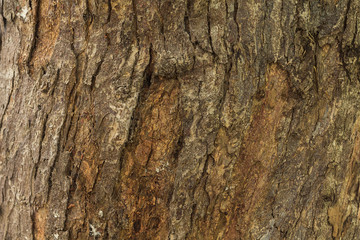 bark tree texture close up
