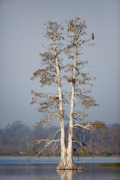 Cypress Tree