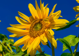 Sunflower on background of blue sky