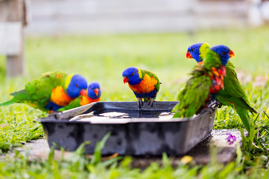 Parrots in a garden, Australia.