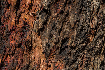Abstract Tree bark background