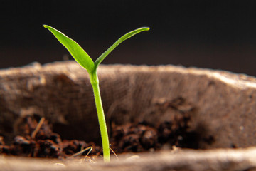 Small sprout of pepper plant in a paper pot