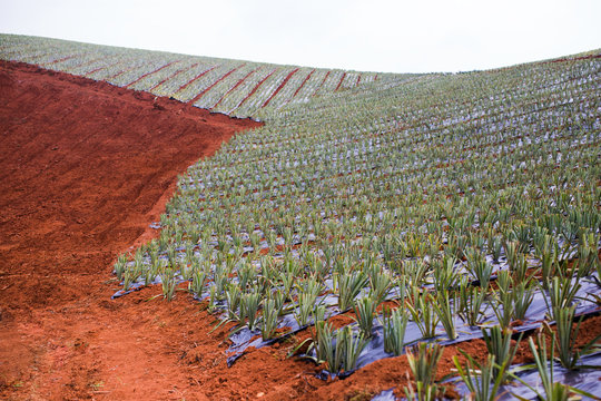 A young pineapple plantation in rich red soil