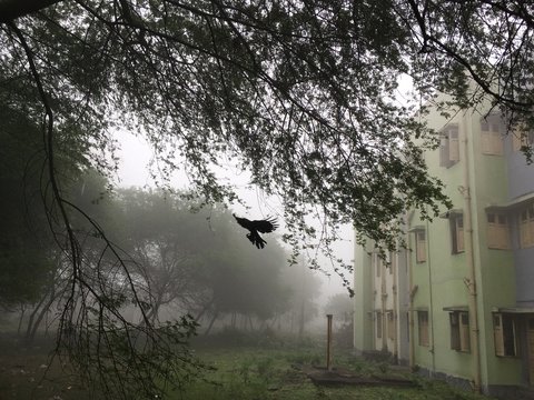 Winter morning with fog and mist,flying bird and household residence backdrop