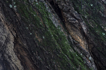 Abstract Tree bark moss