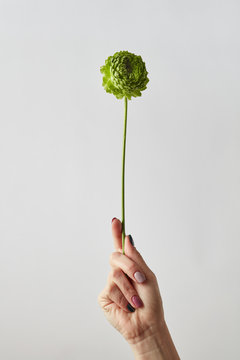 green flower of a carnation in a female hand