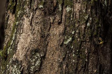 Abstract Tree bark background