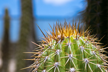 Detail of tiny spikes on cactus plant