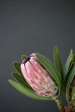 Close Up Of A Beautiful Protea Bloom