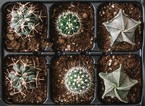 Collection of cacti shot from above.