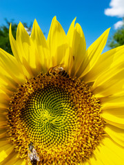 Naklejka premium Two bees on a sunflower flower head, close partial view at the village of Debnevo, Northern Bulgaria