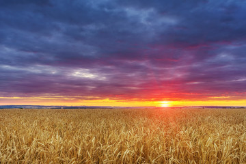 Fototapeta premium Dramatic sunset above the wheat field in european countryside