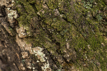 Tree bark Moss