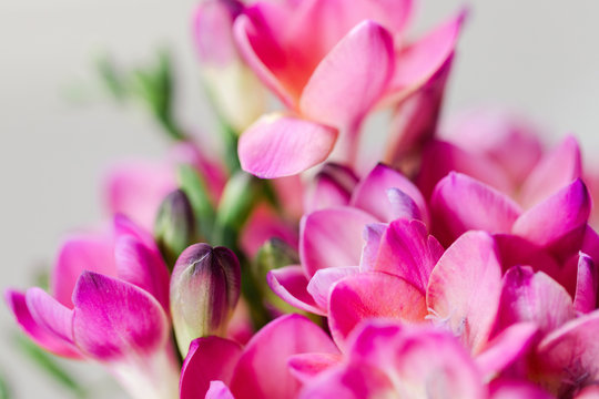 freesia blooms and bud