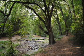 Fototapeta premium arroyo