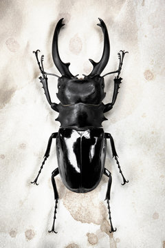 Stag Beetle