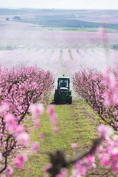 Tractor spraying a field in bloom with chemicals