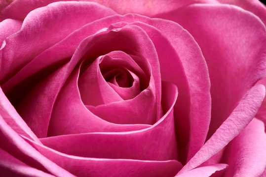 Pink rose in bloom.