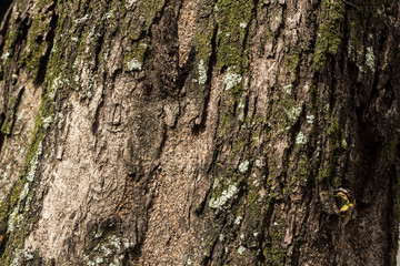 Abstract Tree bark background