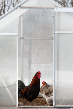 Chicken and rooster standing in greenhouse