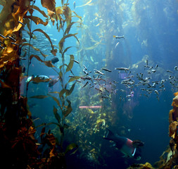 kelp forest exploration - obrazy, fototapety, plakaty