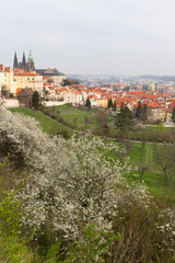 Early spring Prague City with gothic Castle and the green Nature and flowering Trees, Czech Republic