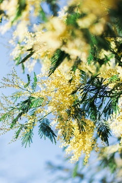 Mimosa Tree