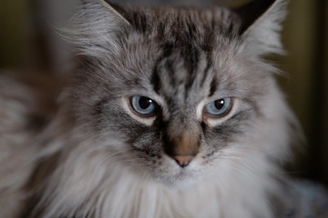 Naklejka na ściany i meble Siberian Neva Masquerade close cat face - Deep blue eyes on a blurry 1.4 aperture background