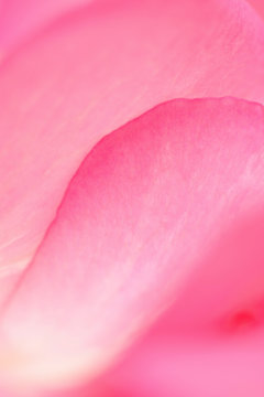Pink rose petal macro