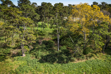 Obraz premium Trees along a field