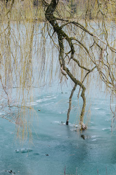 Branch of a weeping willow in a frozen pond